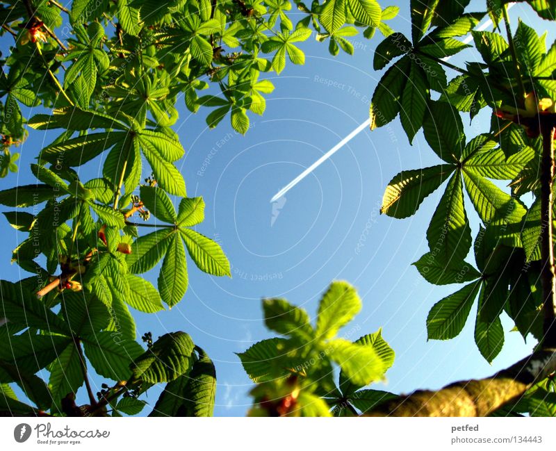 Exzessiver Frühling II Blatt Sommer Baum grün Freizeit & Hobby Ferien & Urlaub & Reisen träumen intensiv schön himmlisch Physik Wald Flugzeug Karibisches Meer