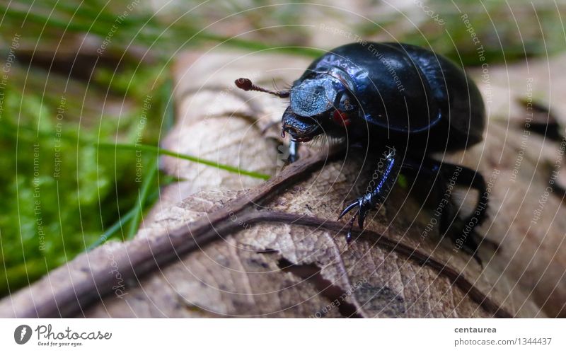 Begegnung mit einem Waldmistkäfer Natur Blatt Käfer 1 Tier braun grün schwarz Tierliebe Abenteuer Farbfoto Außenaufnahme Makroaufnahme Textfreiraum links Tag