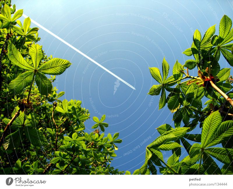 Exzessiver Frühling III Blatt Sommer Baum grün Freizeit & Hobby Ferien & Urlaub & Reisen träumen intensiv schön himmlisch Physik Wald Flugzeug Karibisches Meer