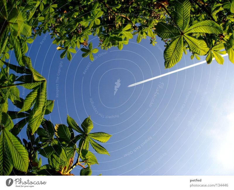 Exzessiver Frühling IV Blatt Sommer Baum grün Freizeit & Hobby Ferien & Urlaub & Reisen träumen intensiv schön himmlisch Physik Wald Flugzeug Karibisches Meer