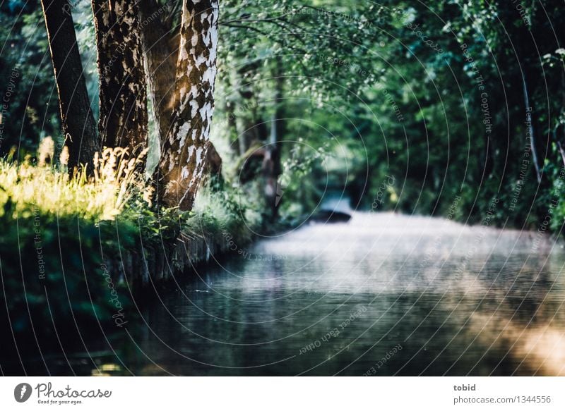 Spreedorado | Der Tag erwacht Natur Landschaft Pflanze Sonne Sommer Herbst Schönes Wetter Baum Fluss Spreewald glänzend leuchten Wärme Einsamkeit einzigartig