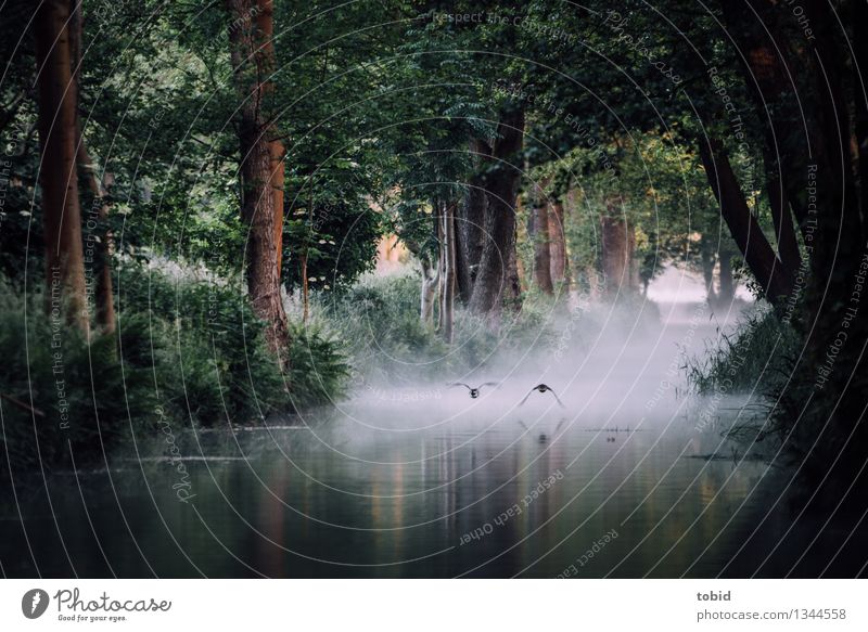 Enten im Flug Natur Pflanze Tier Sommer Schönes Wetter Nebel Baum Gras Sträucher Moos Wald Bach Fluss 2 fliegen elegant Idylle Spree Spreewald Silhouette frei