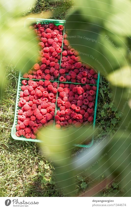 Himbeeren in einer grünen Kiste Frucht Dessert Diät Sommer Garten Blatt frisch hell lecker natürlich rot schwarz Lebensmittel Kasten organisch hölzern reif