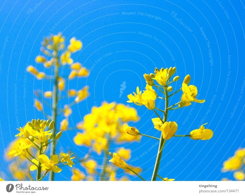 raps is in the air Raps gelb Pflanze Feld Blüte Stengel nah sommerlich himmelblau Himmel Schönes Wetter Blühend