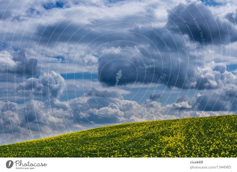 Rapsfeld Landwirtschaft Forstwirtschaft Natur Landschaft Wolken Frühling Feld blau Idylle ruhig Ausblick Aussicht Thüringen Thüringer Wald Deutschland Himmel