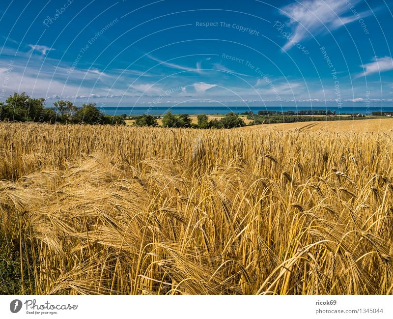 Landschaft Getreide Ferien & Urlaub & Reisen Sommer Landwirtschaft Forstwirtschaft Natur Wolken Feld Küste Ostsee blau Idylle Tourismus Bastorf Buk