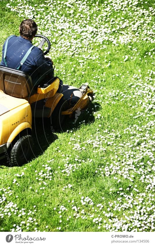 Gänseblümchenhasser Vorgarten Hinterhof Wiese Blumenwiese Rasenmäher Mann grün weiß gelb Licht Park Handwerk Garten Hausmeisterdienst Hausmeisterservice