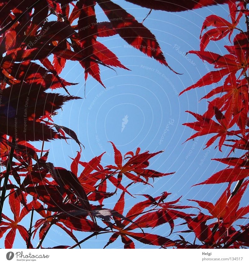 rote Ahornblätter am Rand vor blauem Himmel mit Textfreiraum in der Mitte Blatt Ahornblatt Frühling frisch Baum Sträucher Park lang mehrere nebeneinander