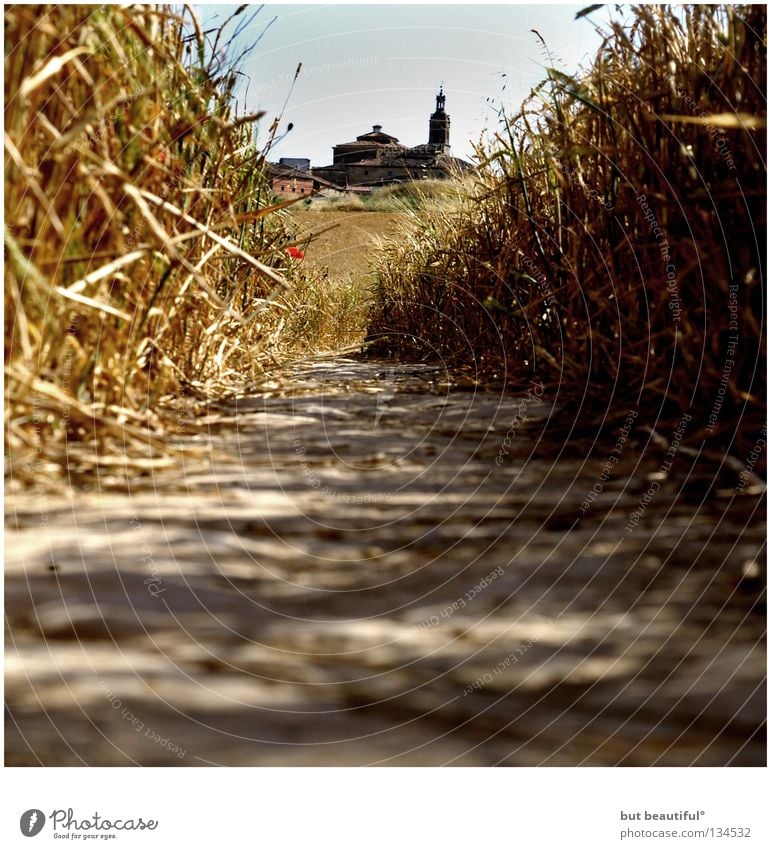 torres del rio° Kornfeld Spanien Sommer Navarra Feld Fußweg Physik Jakobsweg Camino de Santiago Torres del Rio Meseta Perspektive Wärme