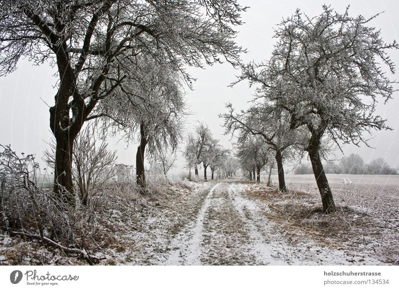 Franken - 02 Winter kalt Feld trüb ruhig Außenaufnahme Weitwinkel Baum Obstbaum Fußweg Frieden braun Zentralperspektive Fränkische Schweiz Schnee Raureif