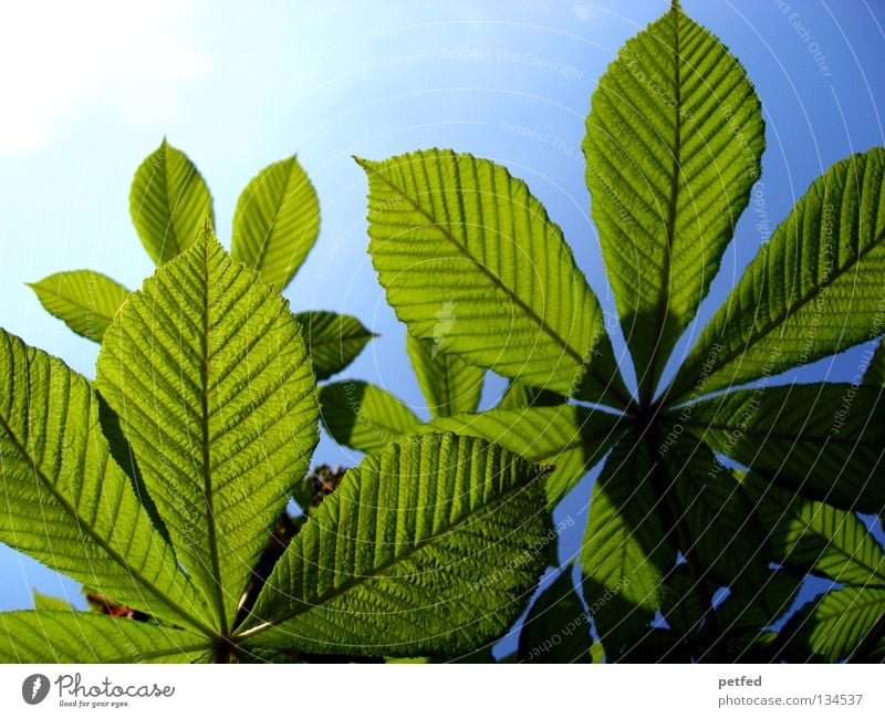 Exzessiver Frühling V Blatt Sommer Baum grün Freizeit & Hobby Ferien & Urlaub & Reisen träumen intensiv schön himmlisch Physik Karibisches Meer Himmel Sonne