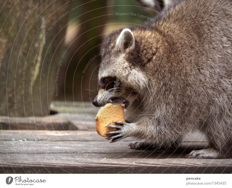 knusper knusper knäuschen... Natur Park Tier Wildtier 1 Essen Freude Leidenschaft lustig Waschbär Gebiss Backwaren schön Fell Pfote Fressen Farbfoto