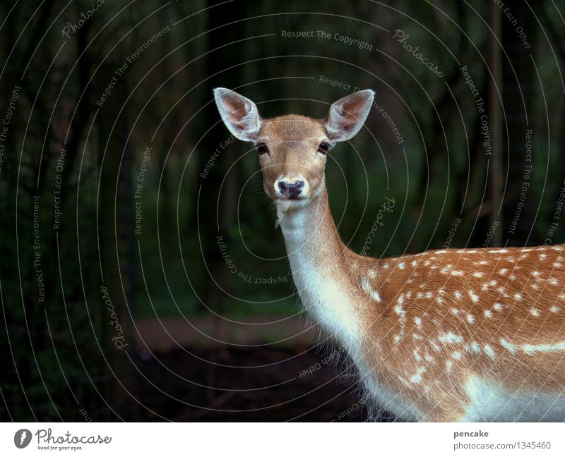 Empfänger Natur Landschaft Wald Wildtier 1 Tier beobachten hören Blick warten elegant Freundlichkeit Geschwindigkeit schön Wärme feminin weich Angst