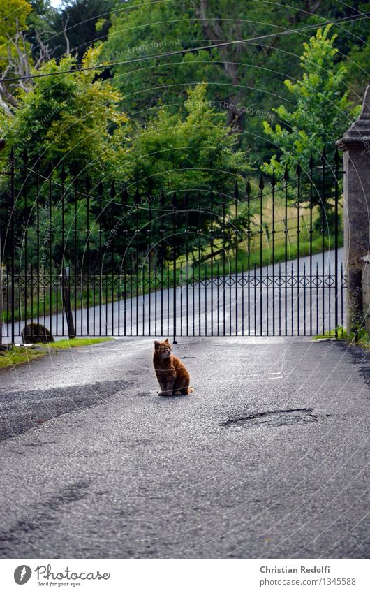 Miao Landschaft Garten Park Ruine Platz Tor Gartentor Einfahrt Asphalt Tür Denkmal Tier Katze 1 sitzen Macht Trauer Farbfoto Außenaufnahme Textfreiraum unten