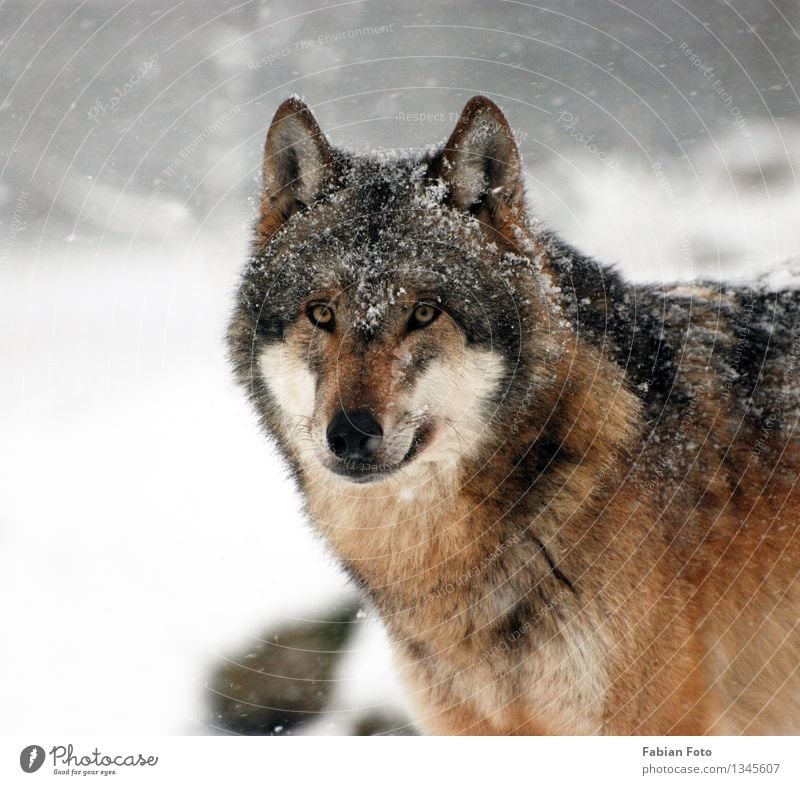 Wolf Tier Winter Eis Frost Schnee Schneefall Wald Wildtier Zoo Wölfe 1 Schüchternheit Stolz Natur Farbfoto Außenaufnahme Schwache Tiefenschärfe Porträt