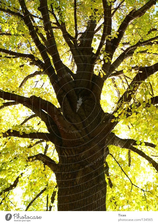 Herbstgold Baum Baumrinde Blatt stark Jahreszeiten Park tree autumn Baumstamm Ast bole bark bough boughs branch branches aureate leave leaves strong alt season