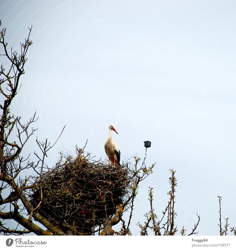 Stolzer Hausbesitzer Dach Baum Nest Storch Vogel Gelege Brutpflege Futter Nahrungssuche Feder schwarz weiß Wolken überwachen Schnabel Frühling Luftverkehr Ast