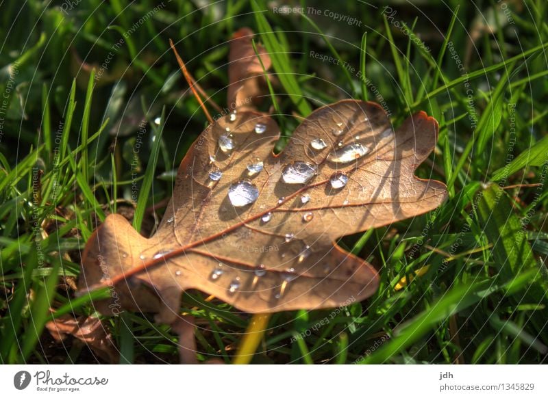 Tautropfen auf Laub Erholung ruhig Umwelt Natur Pflanze Wasser Wassertropfen Frühling Herbst Schönes Wetter Regen Gras Blatt Grünpflanze Garten Park Wiese