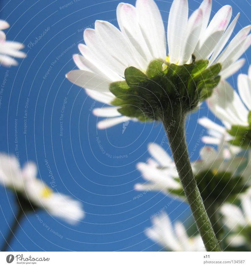 AmeisenAnsicht ruhig Sommer Himmel Frühling Wetter Schönes Wetter Wärme Blume Gras Blüte Wiese blau weiß Jahreszeiten azurblau himmelblau Stengel Blumenwiese