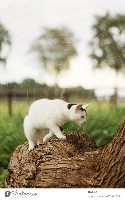 Noch ein Weltentdecker Häusliches Leben Garten Natur Landschaft Schönes Wetter Baum Gras Baumstamm Wiese Feld Wald Weide Weidezaun Tier Haustier Nutztier Katze