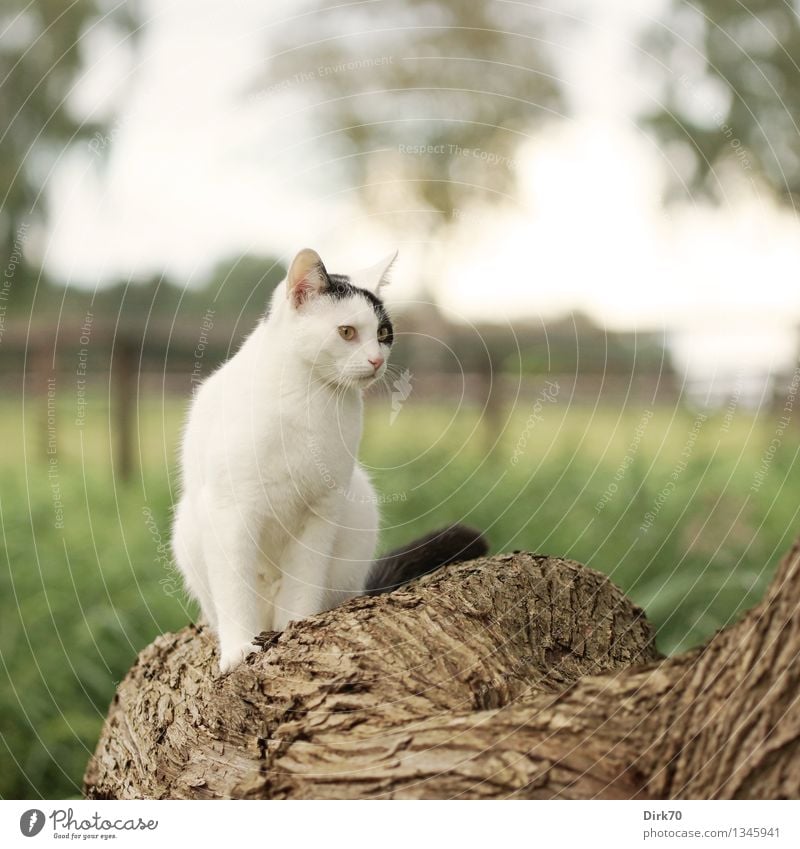 Posieren für den Photographen Natur Sommer Schönes Wetter Baum Gras Blatt Baumstamm Baumrinde Weide Wiese Feld Weidezaun Tier Haustier Katze 1 beobachten hocken