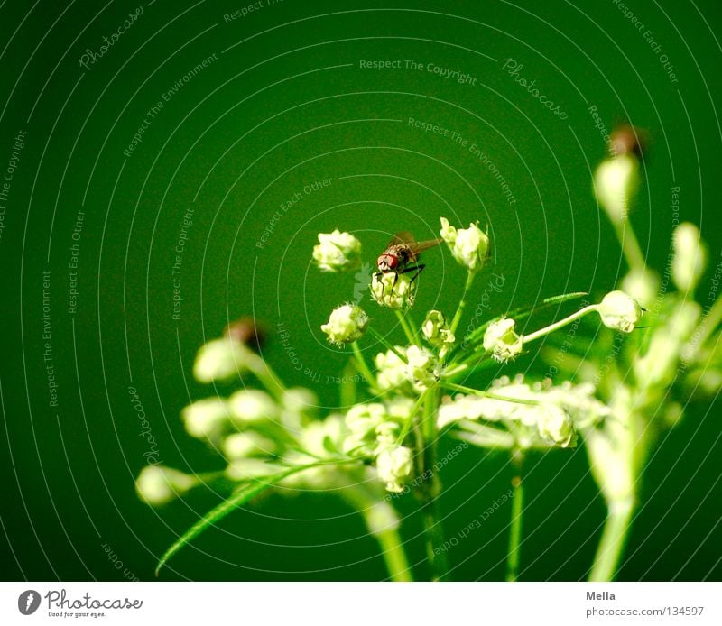 Fliegenfrühling Doldenblüte Doldenblütler grün weiß Insekt Facettenauge hocken Frühling 3 mehrere Waldpflanze Blume Blüte Pflanze Umwelt ökologisch Biologie