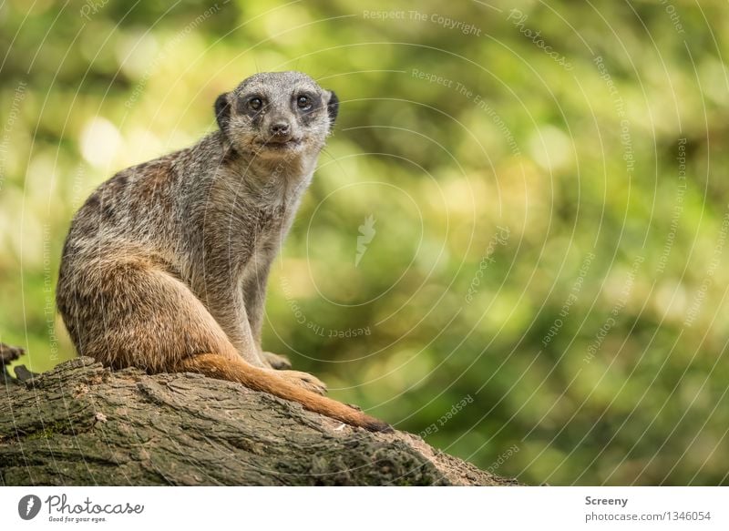 Guck nicht so... Natur Tier Sommer Schönes Wetter Wildtier Erdmännchen 1 Holz beobachten sitzen achtsam Wachsamkeit Kontrolle Erholung Unschärfe Farbfoto