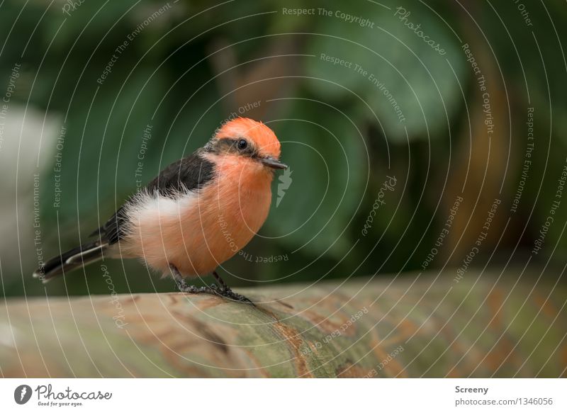 Kleiner Beobachter Natur Pflanze Tier Baum Vogel 1 beobachten sitzen warten klein rosa gefiedert Farbfoto Detailaufnahme Makroaufnahme Menschenleer Tag