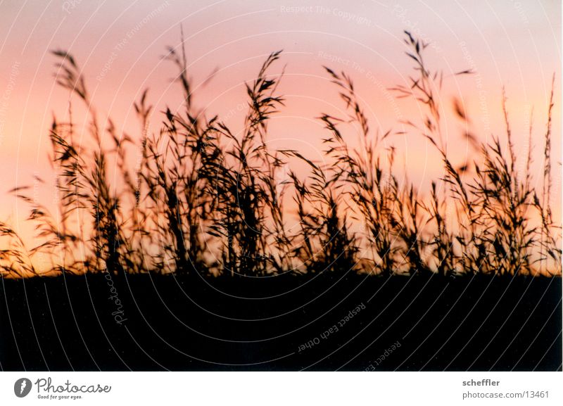 Gras im Gegenlicht Sonnenuntergang Wiese Himmel