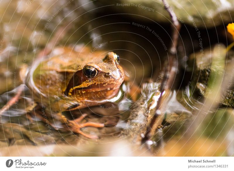 Braunfrosch Herbst Bach Tier Frosch 1 kalt natürlich Neugier braun friedlich achtsam Wachsamkeit Freiheit Natur Farbfoto Nahaufnahme Schwache Tiefenschärfe