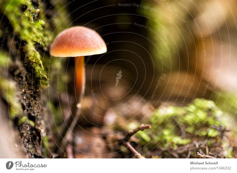 Einsamer Pilz Umwelt Natur dünn klein stark Einsamkeit Stolz Farbfoto Außenaufnahme Nahaufnahme Makroaufnahme Menschenleer Textfreiraum rechts Tag Licht