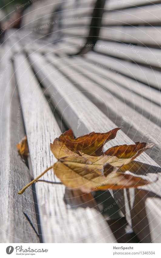 Hrbst Stadt Park Holz ästhetisch trocken braun grau Einsamkeit Holzbank leer Herbst Herbstlaub herbstlich Vergänglichkeit Ahornblatt Parkbank Perspektive