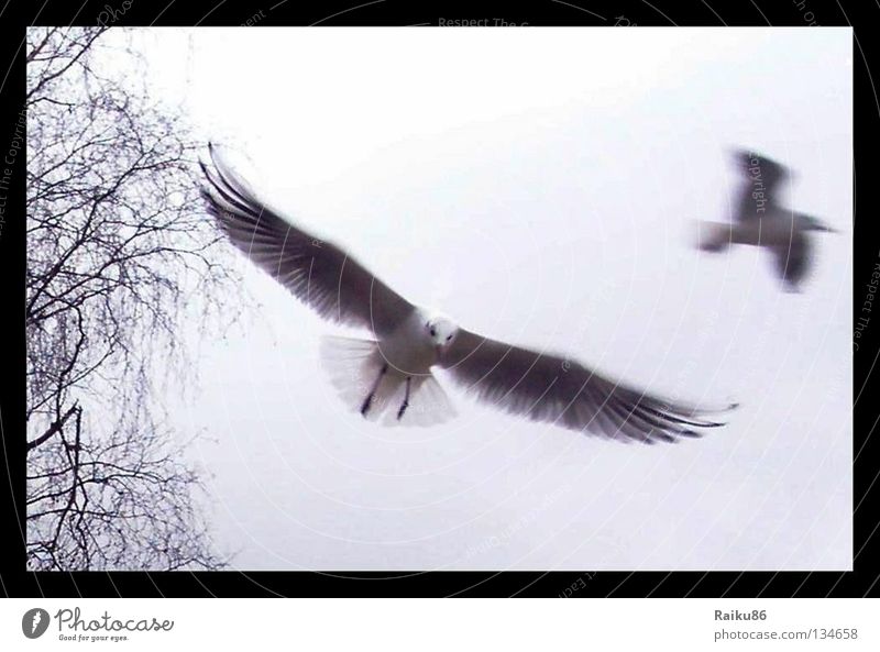 "Flug" Möwe Vogel Tier Herbst Ware Natur Freiheit fliegen Nahaufnahme Luftverkehr Ostsee