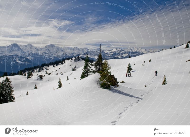 Spuren im Schnee I Schneeschuhe Ferien & Urlaub & Reisen wandern Tanne Kanton Bern Berner Oberland unterwegs Eiger Schneeberg Wildnis Blüemlisalp