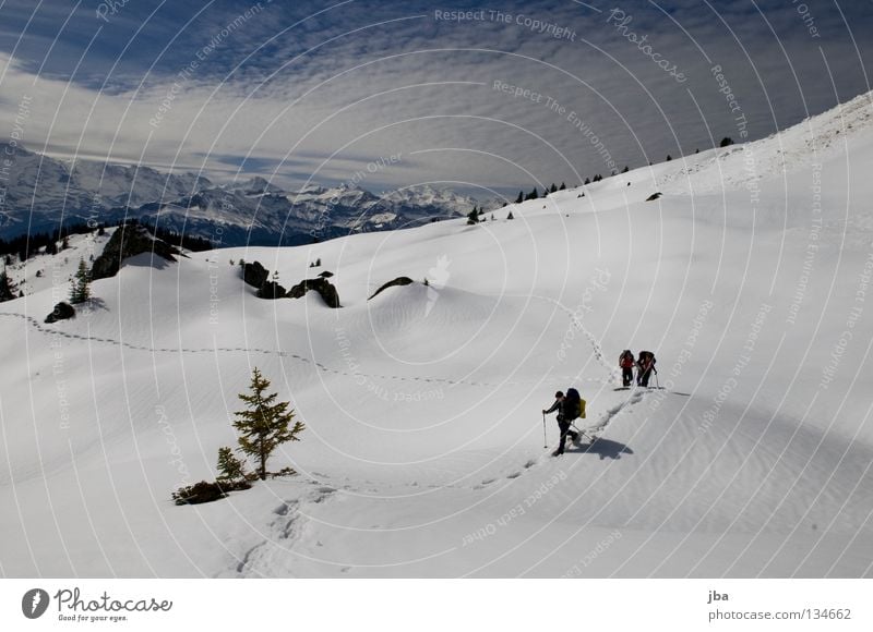 Spuren im Schnee III Schneeschuhe Ferien & Urlaub & Reisen wandern Tanne Kanton Bern Berner Oberland unterwegs Eiger Schneeberg Wildnis Blüemlisalp