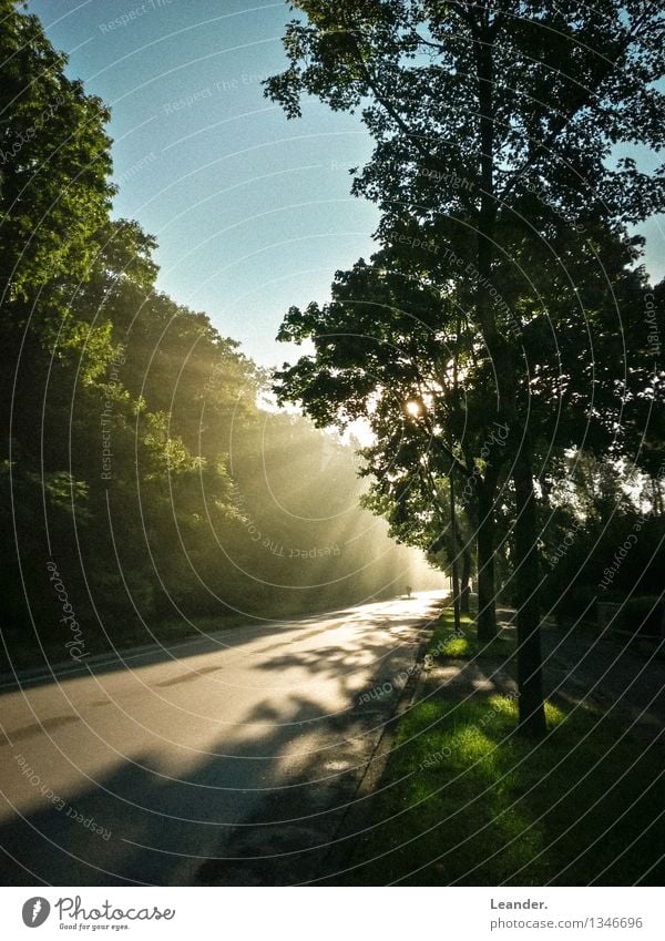 Sonnenschein Baum Verkehrswege Straße fahren blau gelb gold Glück Horizont Idee Inspiration stagnierend Sonnenaufgang blenden Allee Nebel Schatten Farbfoto