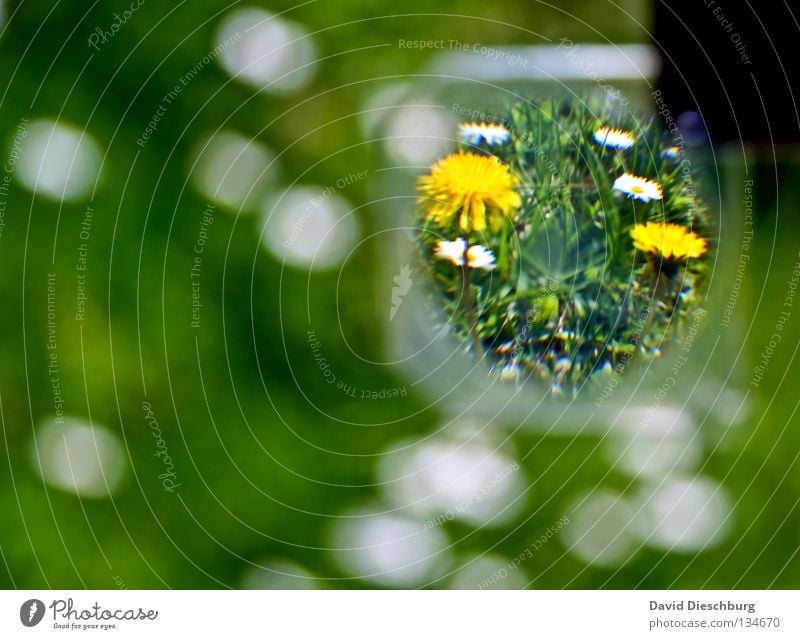 Welt in der Linse Blume Wiese Gänseblümchen Gras Halm grün gelb Frühling Sommer Wachstum Erholung Lowenzahn Wildtier Lupe Glas weis flower Erde world white