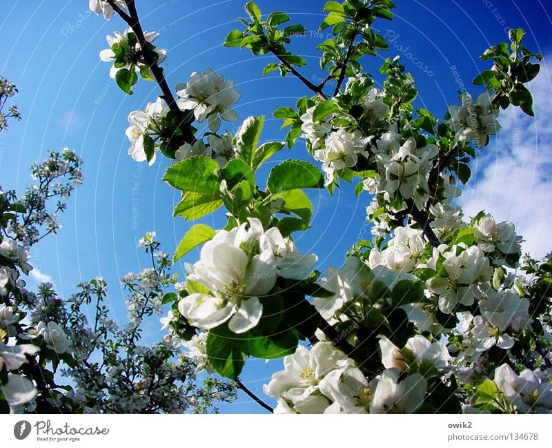 Neustart Frucht Duft Ferien & Urlaub & Reisen Natur Pflanze Luft Frühling Blume Biene Holz Blühend grün weiß Sehnsucht Erwartung Idylle Apfelbaum Reifezeit