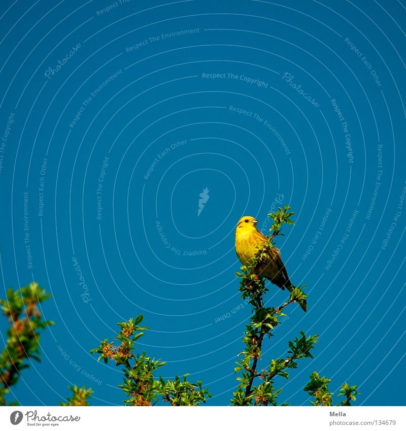 Goldammerfrühling Umwelt Natur Pflanze Tier Frühling Blatt Zweige u. Äste Vogel 1 hocken Blick sitzen natürlich blau gelb Perspektive Farbfoto mehrfarbig