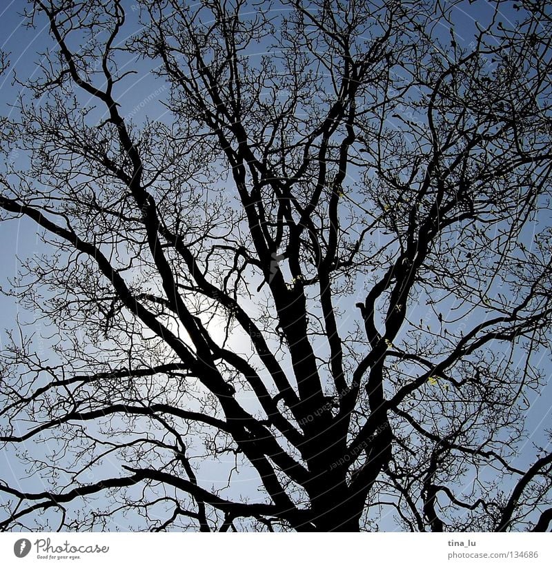 Verzweigung Baum schwarz Gegenlicht Sommer Geäst Himmel Blauer Himmel verzweigt Abzweigung ausbreiten laublos hell dunkel Schattenspiel Silhouette träumen