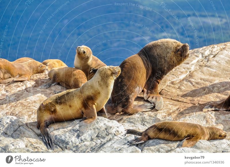 Seelöwe-Familie auf einem Felsen, Beagle-Kanal, Argentinien Ferien & Urlaub & Reisen Tourismus Ausflug Meer Berge u. Gebirge Natur Landschaft Himmel Wolken