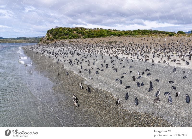 Eine riesige Pinguinkolonie auf dem Strand, Beagle-Kanal, Argentinien Meer Natur Landschaft Himmel Wolken Küste Südamerika Ushuaia Beautyfotografie fuego Szene