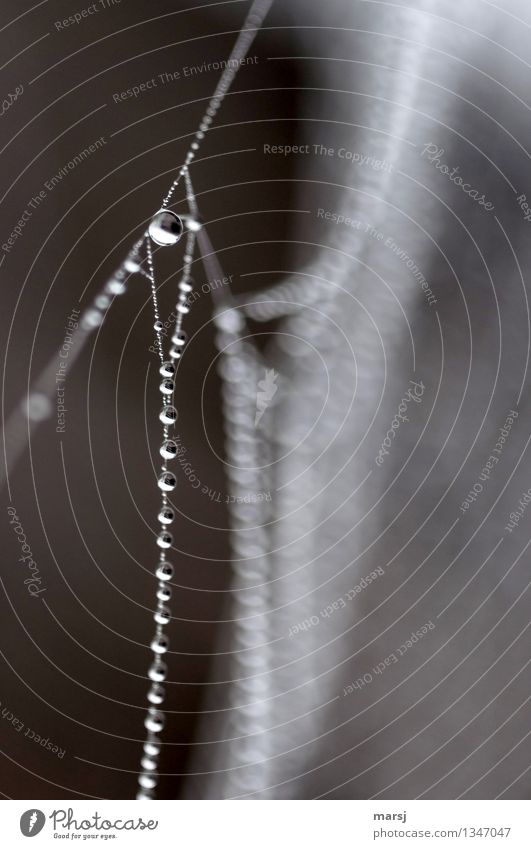 O Leben harmonisch Wassertropfen Netzwerk außergewöhnlich dünn authentisch Spinnennetz Reflexion & Spiegelung aufgereiht nass Unschärfe Farbfoto Gedeckte Farben