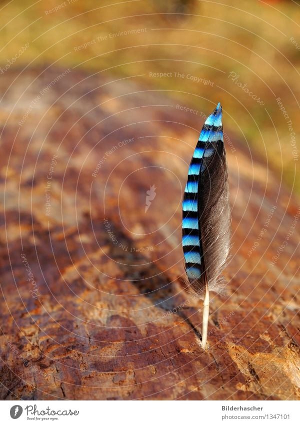 Vogelfeder Feder Flügel Eichelhäher weich zart blau Dekoration & Verzierung Detailaufnahme elegant Schreibfeder sensibel Behaarung Natur organisch schwarz