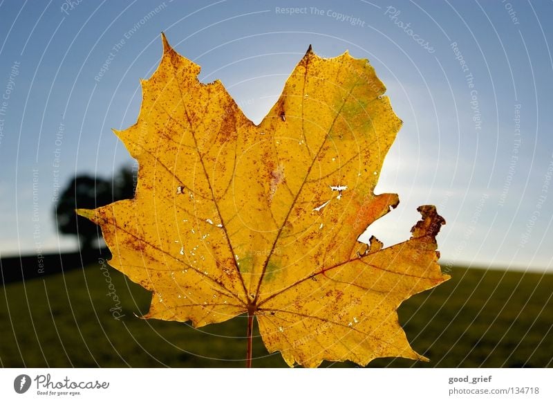 wärme Ahorn Blatt Himmel Herbst grün gelb Baum leaf sky Schönes Wetter blau