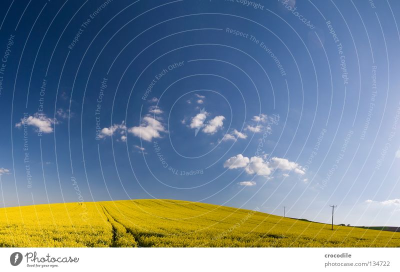 raps # 15 Raps Feld Frühling ökologisch Diesel Kohlendioxid Klimawandel gelb Streifen Stengel Sauerstoff Panorama (Aussicht) Wolken Bayern ländlich Blattgrün