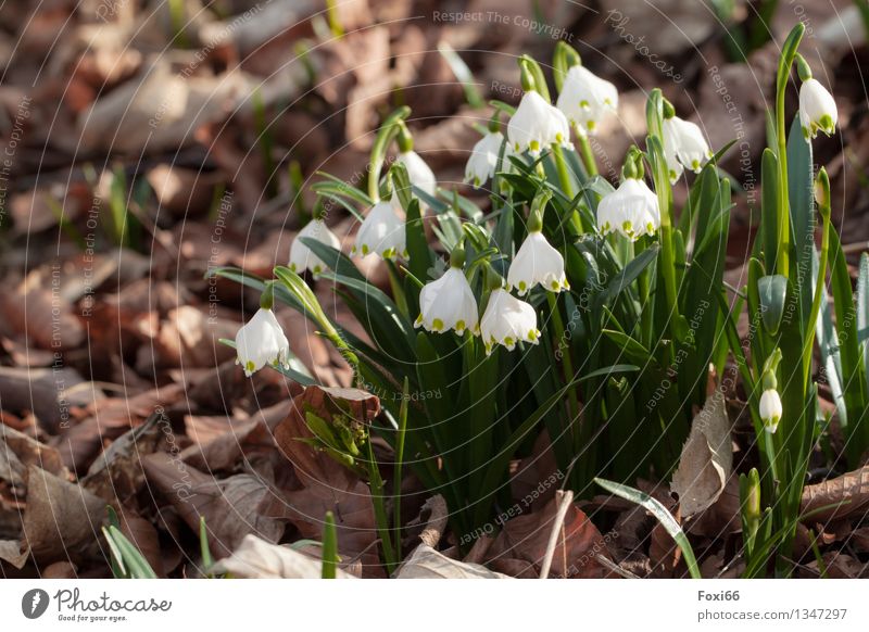 Märzenbecher Natur Pflanze Frühling Schönes Wetter Blume Wildpflanze Blatt Wiese Wald wandern Duft schön klein braun grün weiß Kraft Frühlingsgefühle