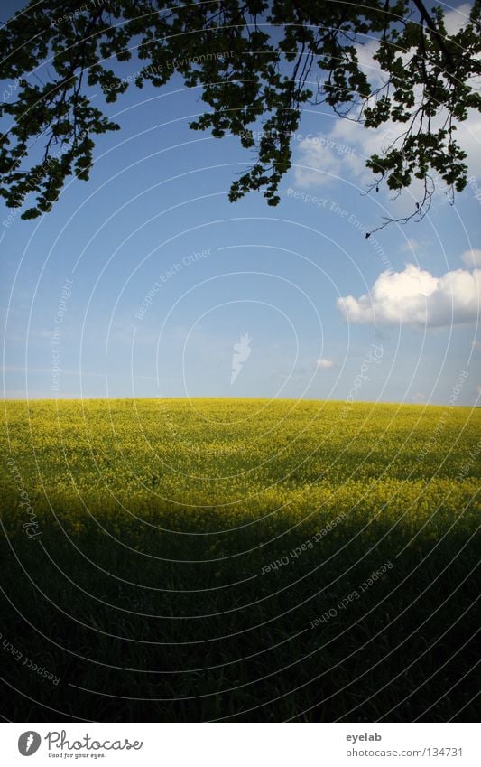 Rapsodie in gelb (2. Akt) Wolken Luft Freizeit & Hobby Ferien & Urlaub & Reisen Horizont Ferne Feld Rapsöl Pflanze Bauernhof Landwirtschaft Naturwuchs Wachstum