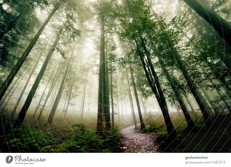 Pfadfinder Umwelt Natur Landschaft Pflanze Sonne Sonnenlicht Schönes Wetter Baum atmen Wachstum wandern groß natürlich Sauberkeit Gefühle Glück Zufriedenheit