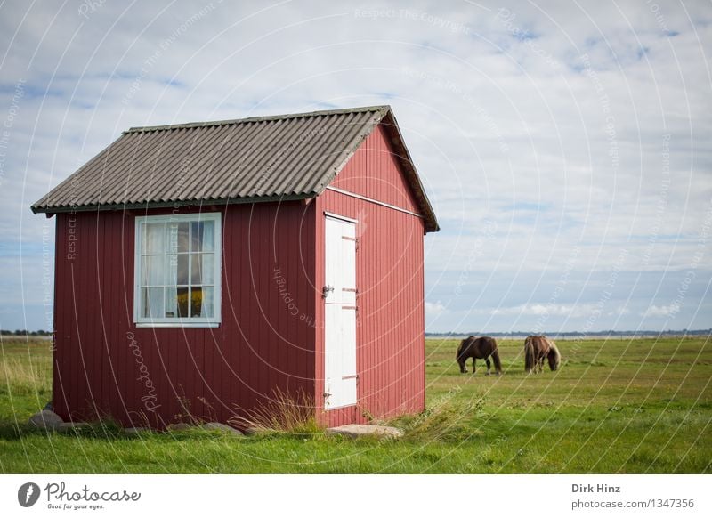 Strandhaus auf Ærø III Ferien & Urlaub & Reisen Ferne Sommer Sommerurlaub Umwelt Natur Landschaft Himmel Horizont Schönes Wetter Wiese Küste Ostsee alt braun